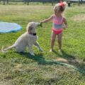 golden retriever puppy playing with girl