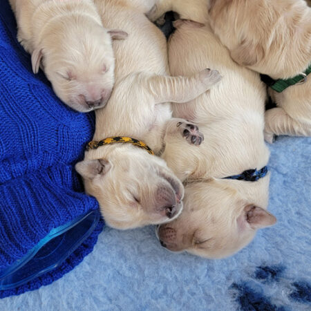 golden puppies just born