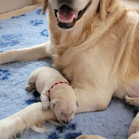 golden puppy with mom