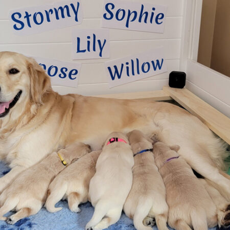 golden puppies with mom
