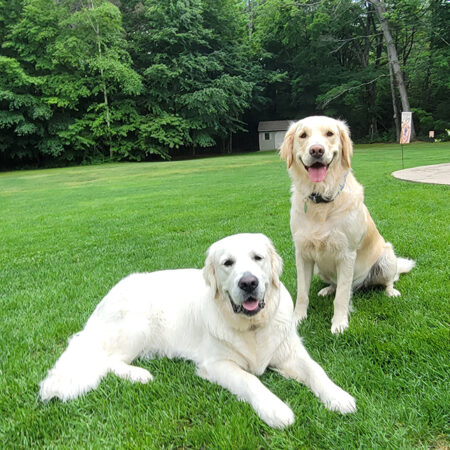 golden retrievers laying outside