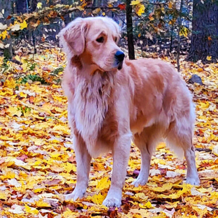 golden retriever in a fall setting